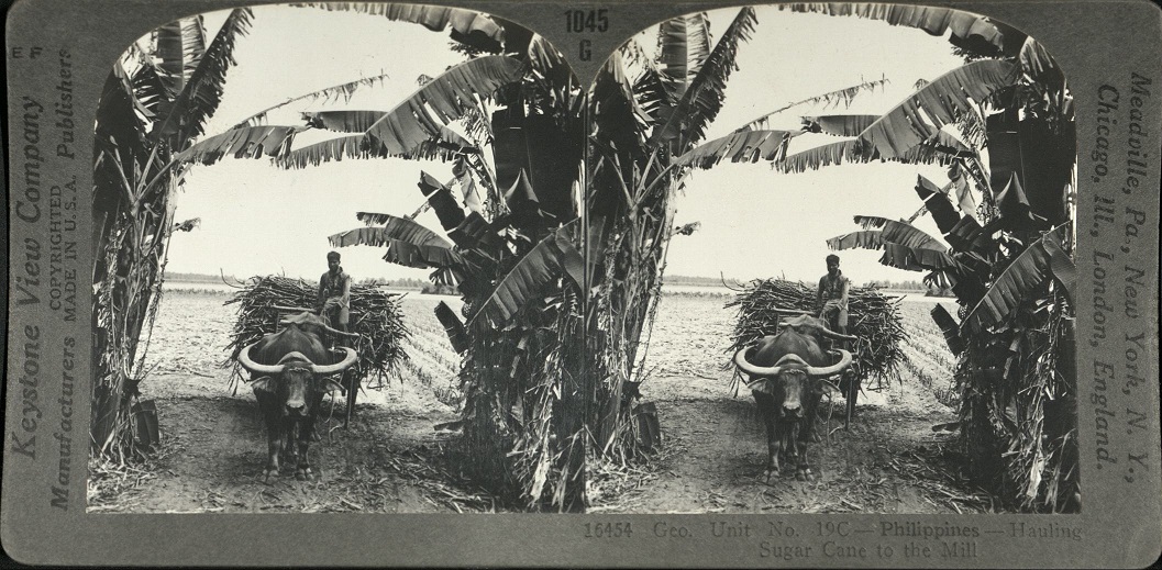 Geo. Unit No. 19C – Philippines – Hauling Sugar Cane to the Mill.